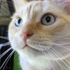 マンチカン最後のご家族募集しています！ サムネイル2