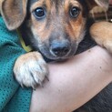 6～7カ月位の子犬たち里親募集（代理投稿）