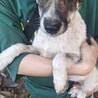 6～7カ月位の子犬たち里親募集（代理投稿）