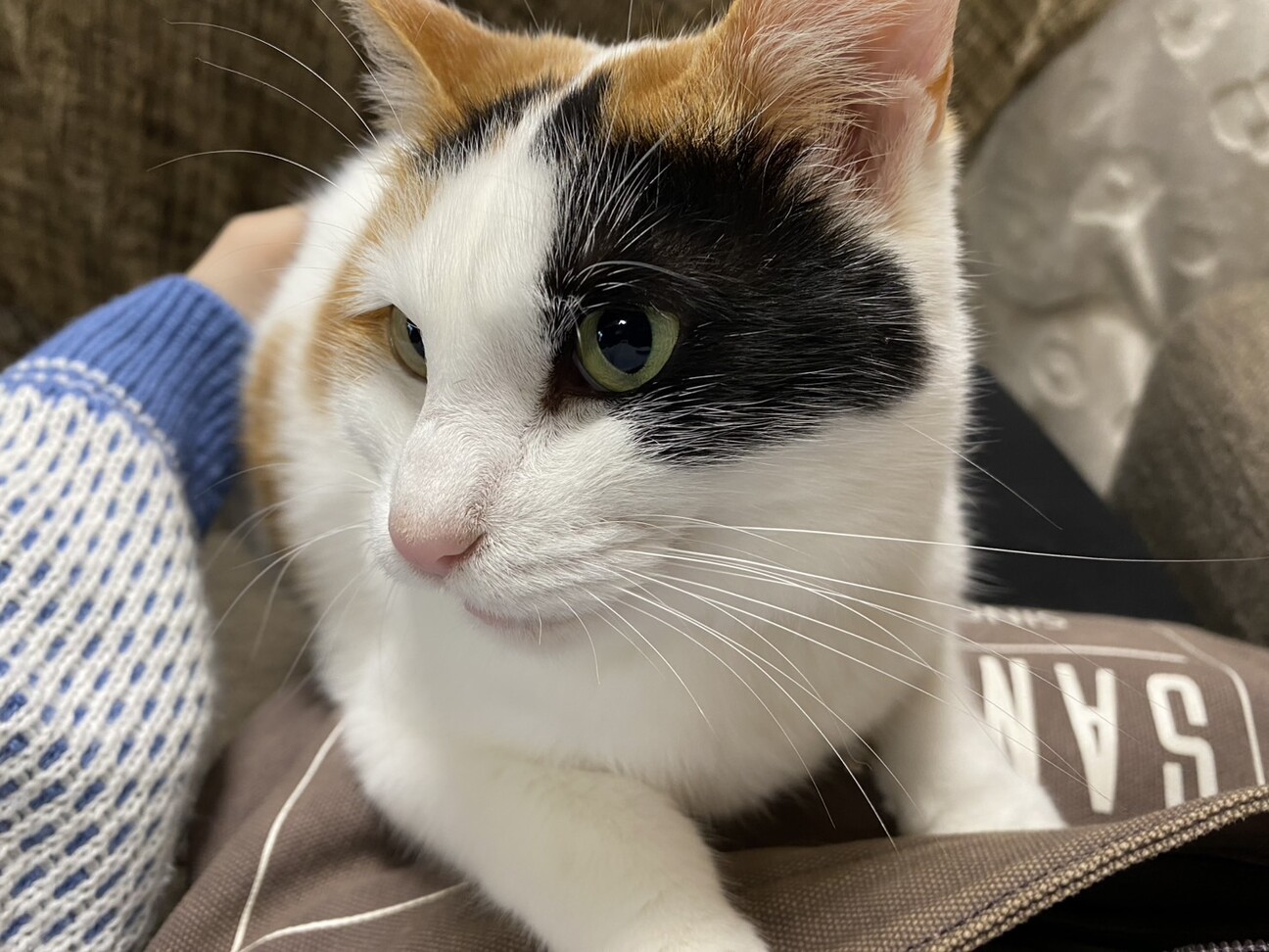 三毛猫ちーずちゃん♀生後」静岡県 - 猫の里親募集(541546) 2枚目の