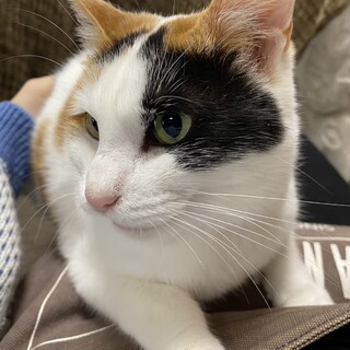 三毛猫ちーずちゃん♀生後5年 とても甘えん坊