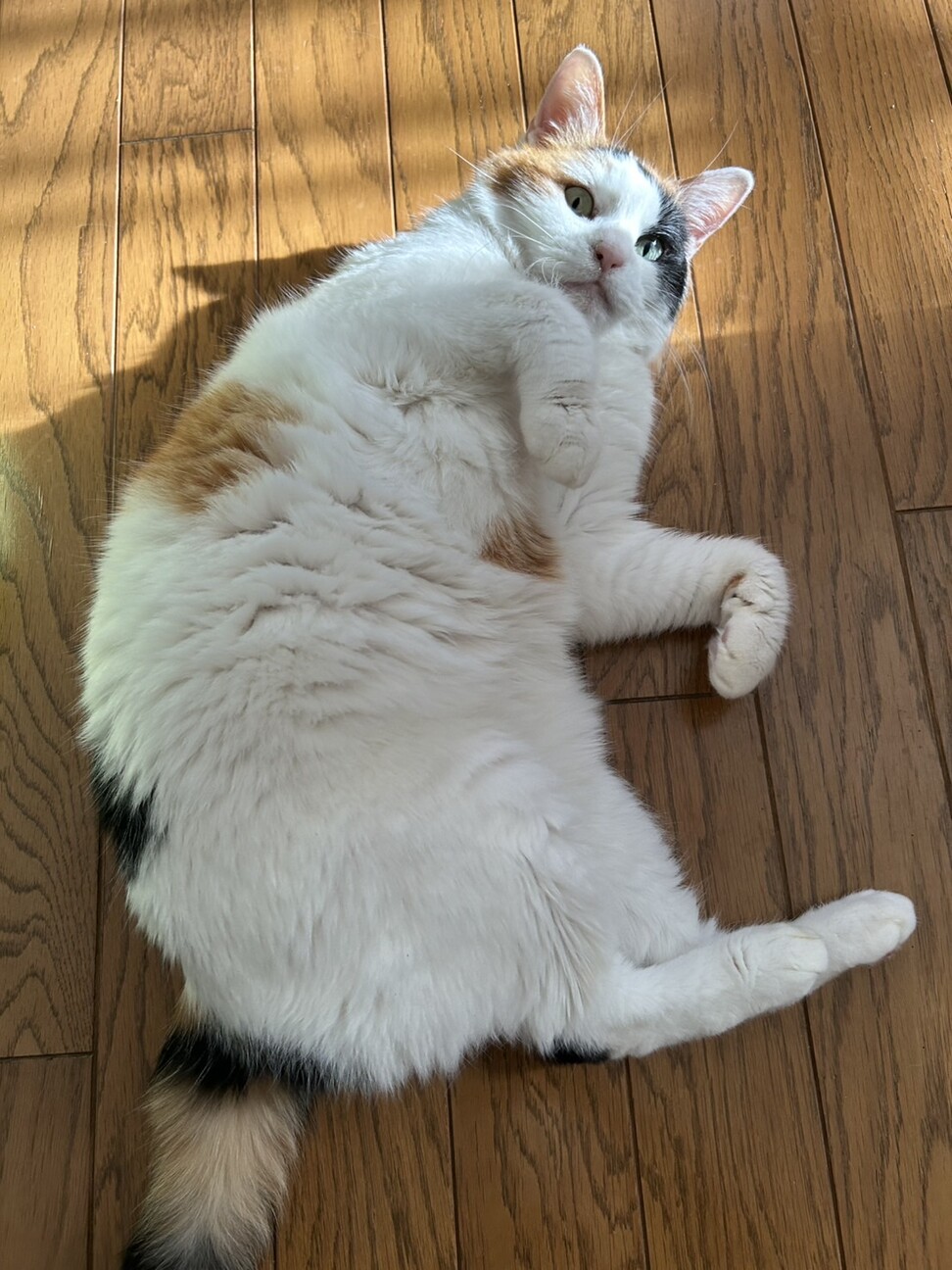 三毛猫ちーずちゃん♀生後」静岡県 - 猫の里親募集(541546) 2枚目の