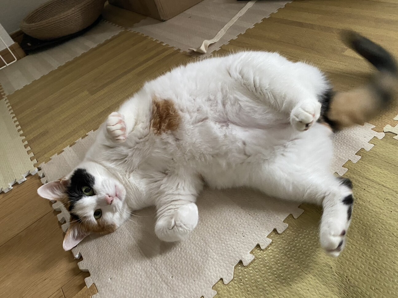 三毛猫ちーずちゃん♀生後」静岡県 - 猫の里親募集(541546) 6枚目の