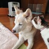 msasukekun（保護活動者）
