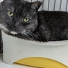 マンチカン最後のご家族募集しています！ サムネイル2