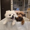 繁殖場保護/性格おだやかトイプードル サムネイル4
