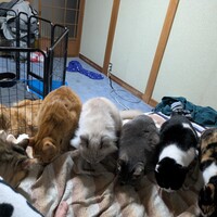 小野ぽこんちゃ