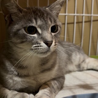 白血病陽性/とても可愛い1～2歳のサバトラちゃん♀