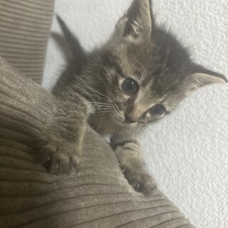 気弱で人懐っこい子猫????