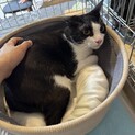 人馴れ道半ばでも猫好きアスリート男子