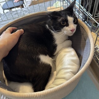 人馴れ道半ばでも猫好きアスリート男子