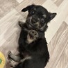 チワワ×ダックス/MIX犬/子犬/里親募集② サムネイル3