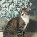 美猫こいちゃんにおうちが決まりました