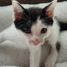 サラリーマン分けの白黒。5兄弟の小丸くん