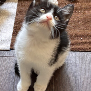 元気なハチワレの男の子