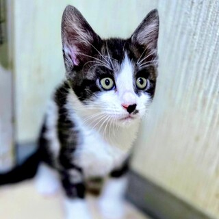 エキゾチックな４兄妹☆　グレー白さがみくん