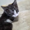 エキゾチックな４兄妹☆　グレー白さがみくん サムネイル2
