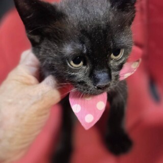 エキゾチックな４兄妹☆　黒あわちゃん