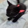 エキゾチックな４兄妹☆　黒あわちゃん サムネイル2