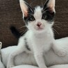 皆のまとめ役、ハチワレ。5兄弟の鈴之助くん