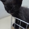 エキゾチックな４兄妹☆　黒あわちゃん サムネイル3