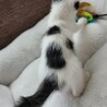 皆のまとめ役、ハチワレ。5兄弟の鈴之助くん サムネイル2