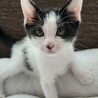 皆のまとめ役、ハチワレ。5兄弟の鈴之助くん サムネイル3