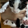 皆のまとめ役、ハチワレ。5兄弟の鈴之助くん サムネイル4