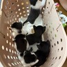皆のまとめ役、ハチワレ。5兄弟の鈴之助くん サムネイル5