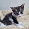 エキゾチックな４兄妹☆　グレー白かずさちゃん サムネイル3