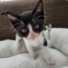 にんにく顔、おっとり系。5兄弟の千之助くん サムネイル3