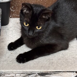 甘えん坊の黒猫の女の子