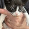 にんにく顔、おっとり系。5兄弟の千之助くん サムネイル4