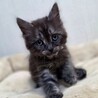 エキゾチックな４兄妹☆　半長毛むさしくん サムネイル3