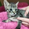 梅ちゃん、とってもキュートな男の子です。 サムネイル2