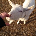幼稚園のヤギさん（メス）里親募集します♡