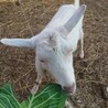 幼稚園のヤギさん（メス）里親募集します♡ サムネイル2