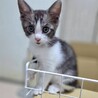 エキゾチックな４兄妹☆　グレー白かずさちゃん サムネイル2