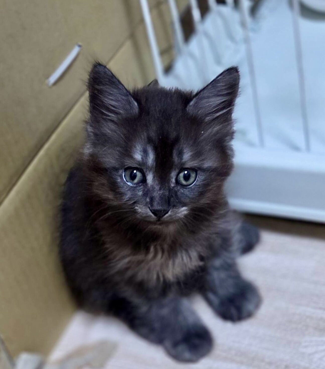 【一作限り】おうち焼肉を楽しむ親子猫ちゃん　Q199 エキゾチックな4兄妹☆ 」東京都 - 猫の里親募集(541610