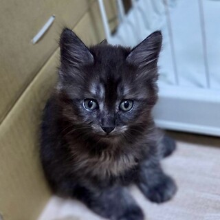エキゾチックな４兄妹☆　半長毛むさしくん
