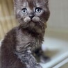 エキゾチックな４兄妹☆　半長毛むさしくん サムネイル2
