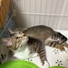 甘えん坊の蘭ちゃんです。キュートな女の子。2歳 サムネイル2