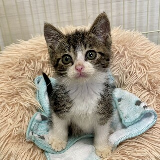 元気で可愛いおヒゲ猫ぷうすけ君」大阪府 - 猫の里親募集(513347
