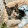 可愛いアメショ柄のキジ白☆悟空くん サムネイル2