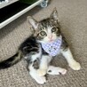 可愛いアメショ柄のキジ白☆悟空くん サムネイル4