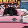 の写真