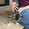 緊急里親募集！白い靴下の小さな甘えん坊くん家族募集 サムネイル4