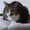 ウッウ