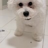 もふもふビジョンフリーゼ♂ サムネイル4