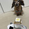 人懐っこい遊ぶの大好き サムネイル2